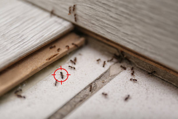 Best Residential Pest Control  in Neosho, MO