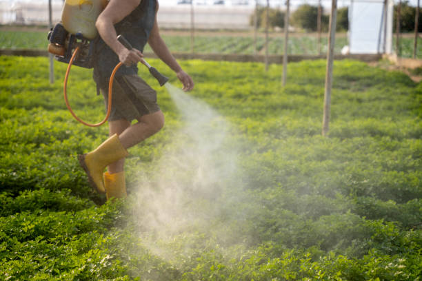 Best Affordable Pest Control Services  in Neosho, MO