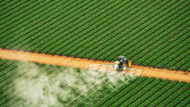 Best Ant Control Services  in Neosho, MO
